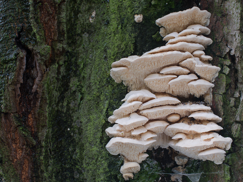 Spongipellis pachyodon